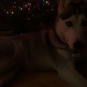 Meet your Posher, Carolyn